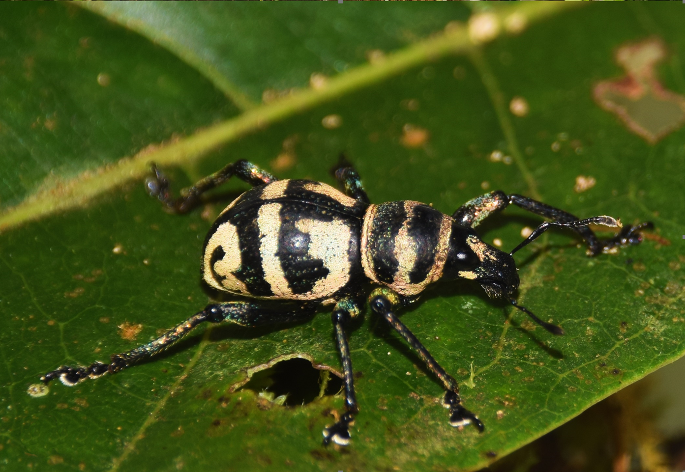 UM researchers name new beetle species after Davao city